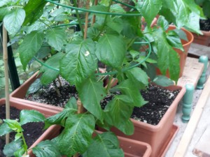 Scotch Bonnet MOA Red