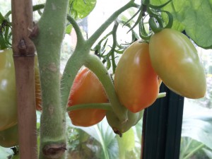 Tomate San Marzano Nano färbt um