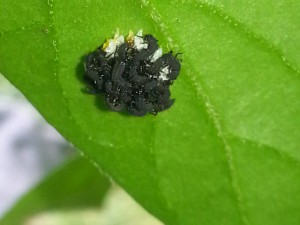 Frisch Geschlüpfte Marienkäfer-Larven