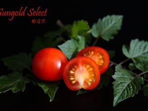 Sungold Select