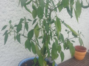 Cayenne von mein Bruder