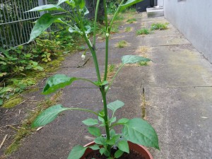 De Cayenne