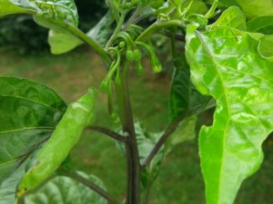 Habanero Gelb