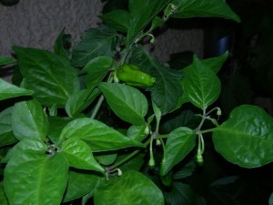 Bhut Brown