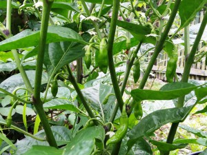 Chili2016-0308 012