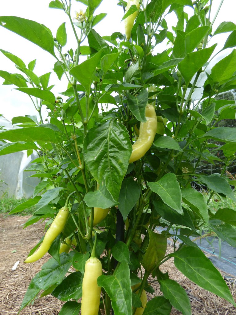 001 Aji Cristal