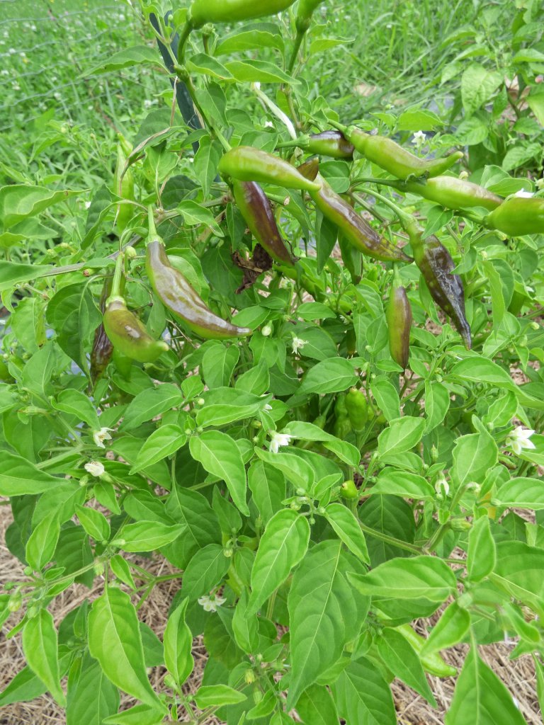 003 Aji Pineapple