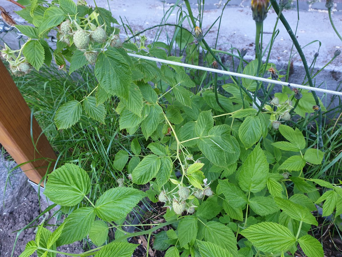 01.06.20 Himbeeren.jpg