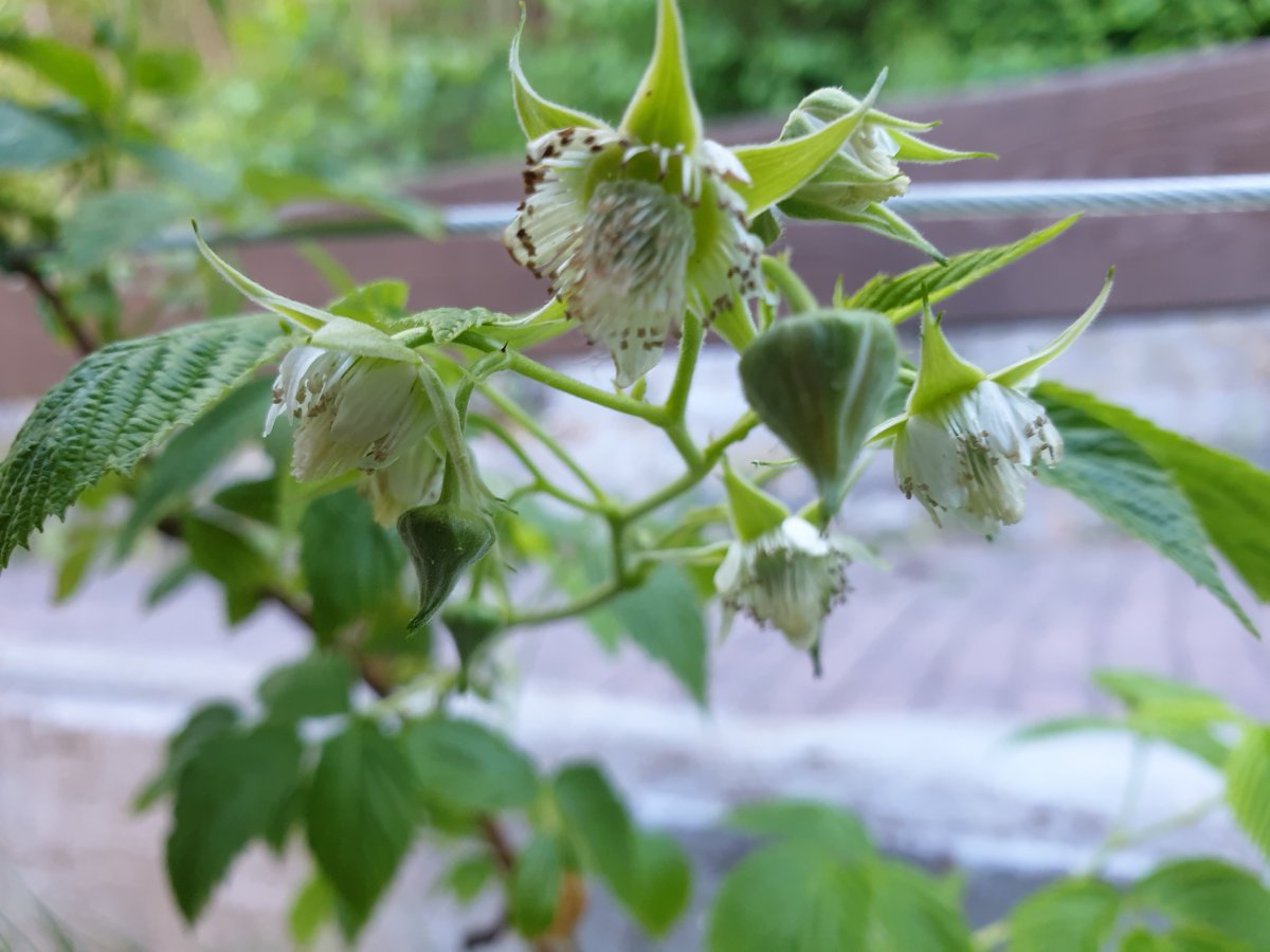 02.05.20 Himbeerblüten.jpg