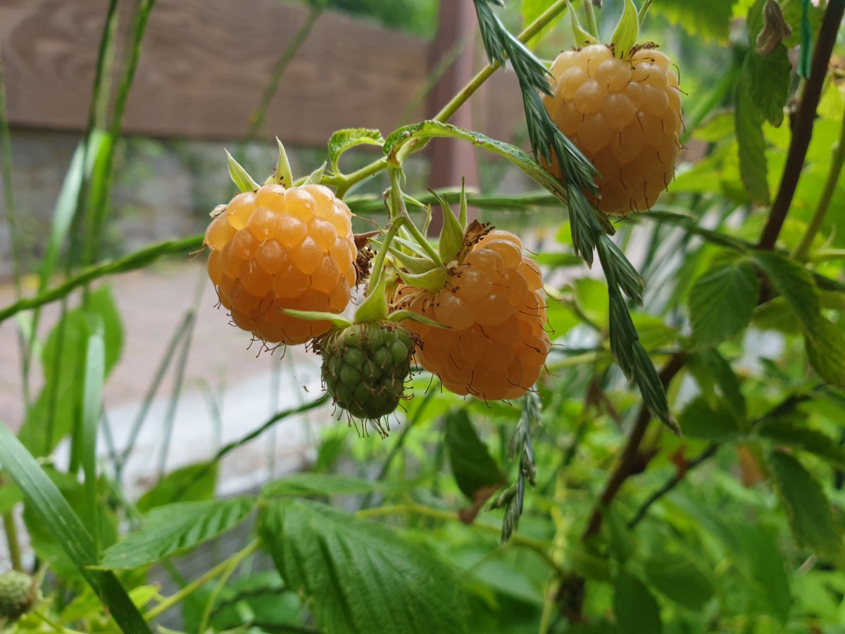 09.06.2020 Himbeeren 2.jpg