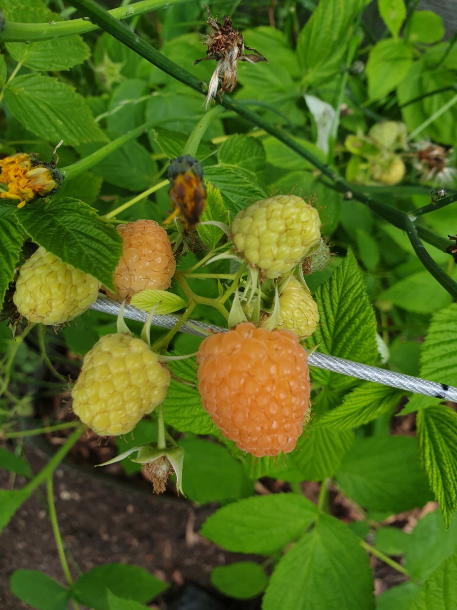 09.06.2020 Himbeeren