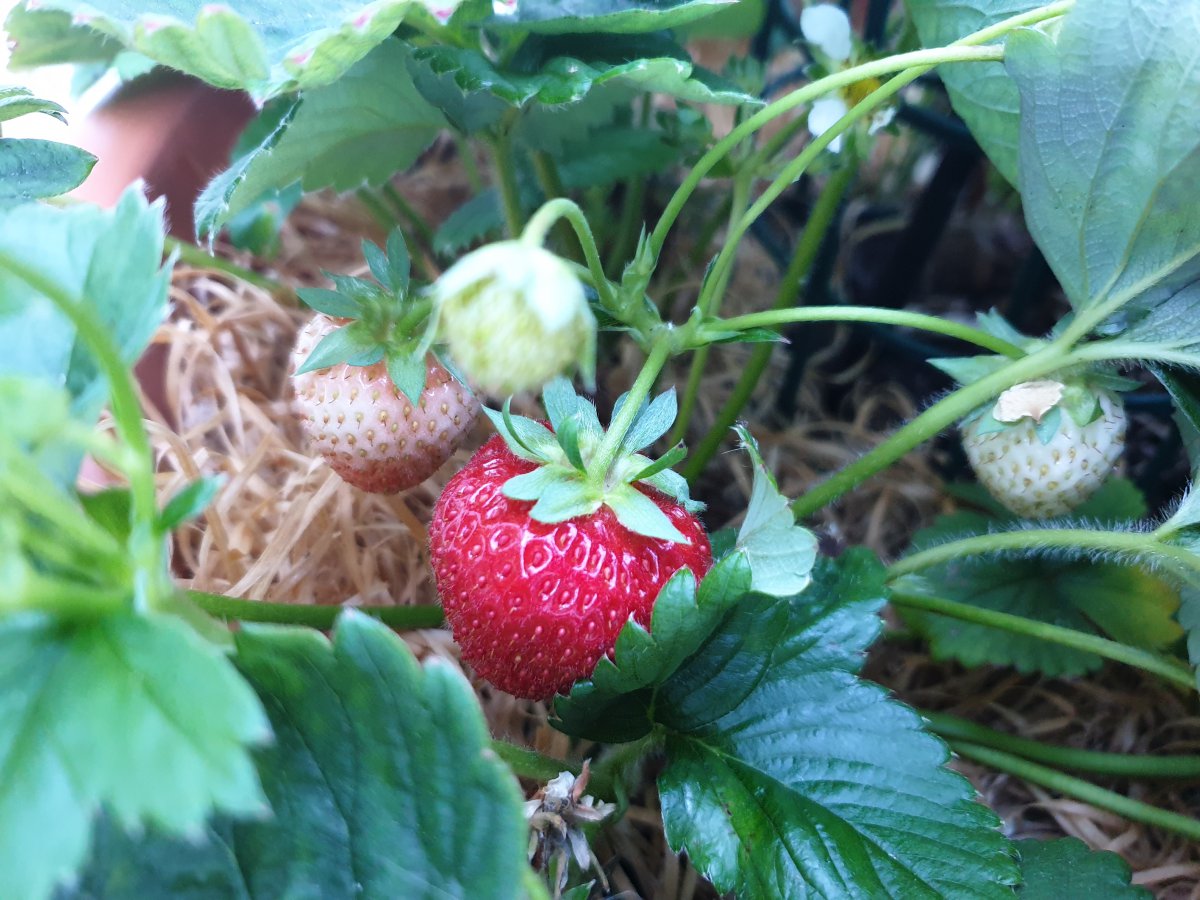 09.07.2020 Erdbeeren2.jpg