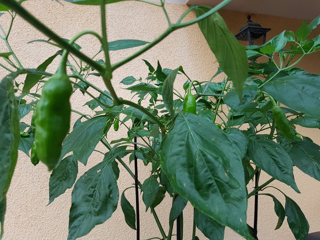 09.08.18 Aji Amarillo