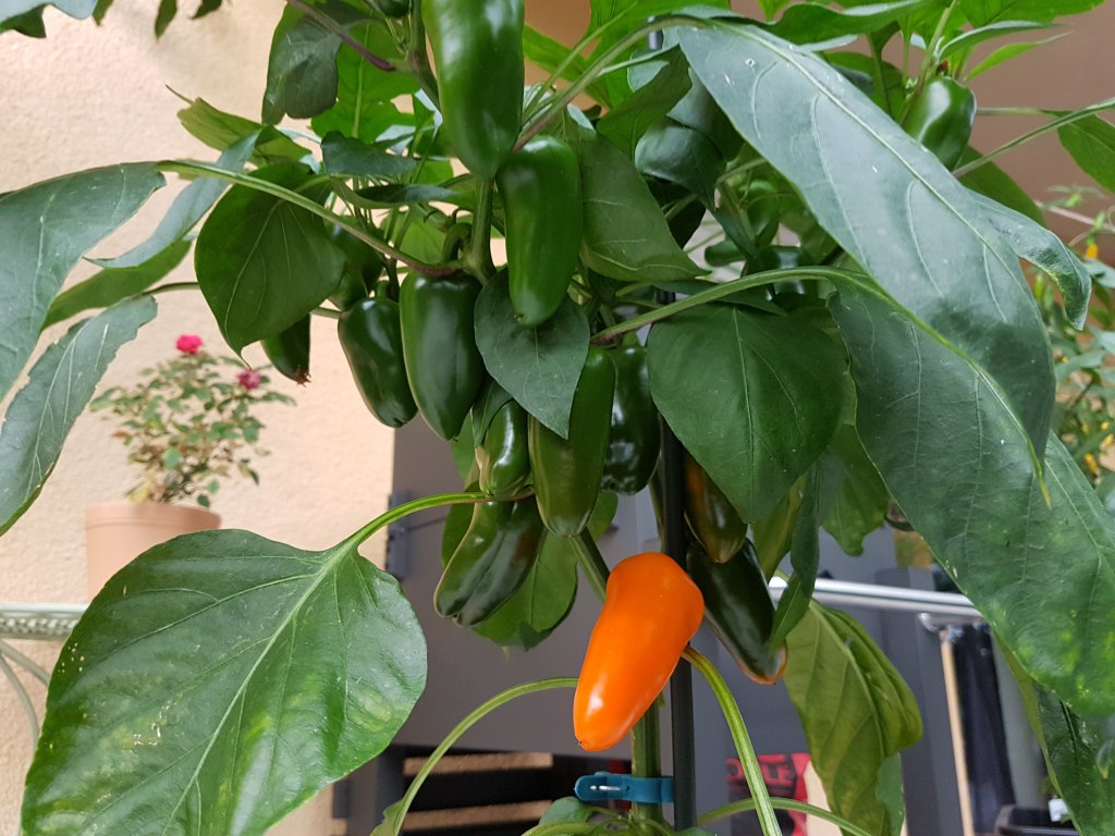 09.08.18 Lunchbox Pepper Orange 2