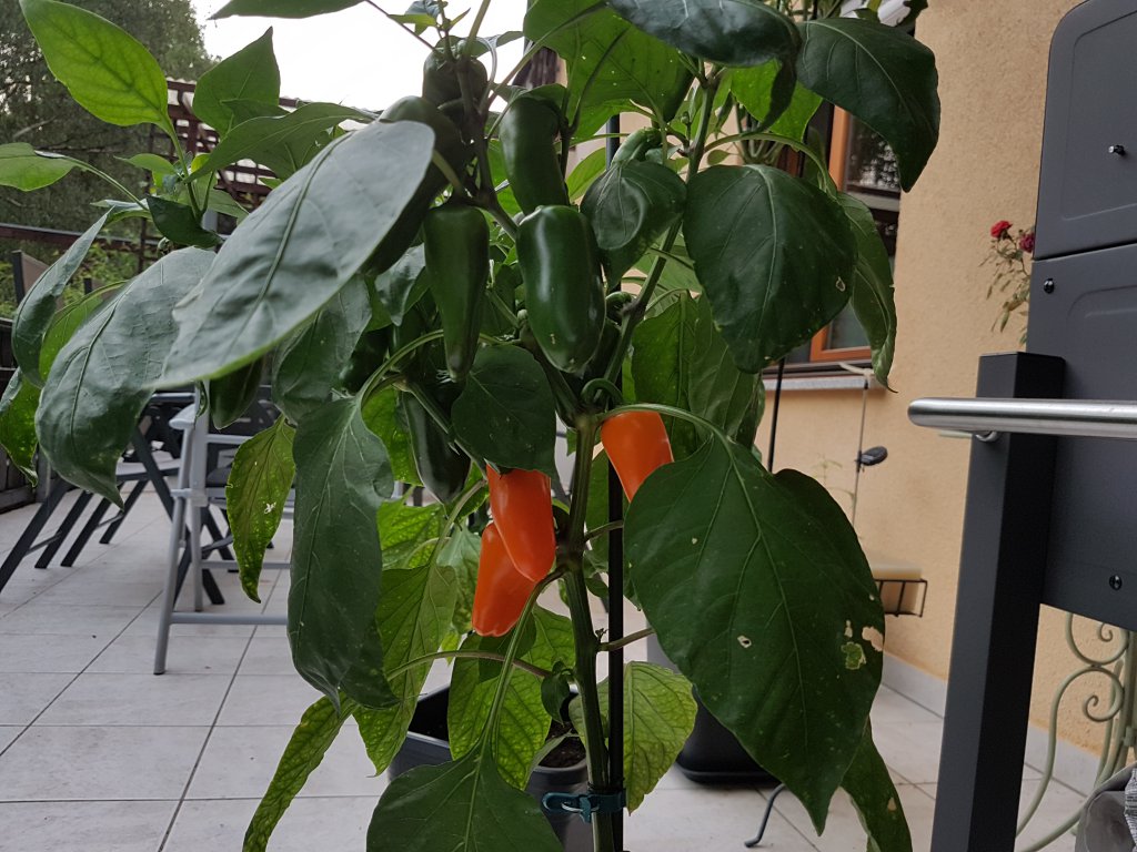 09.08.18 Lunchbox Pepper Orange