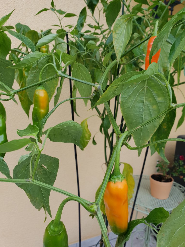 10.10.18 Aji Amarillo abreifen