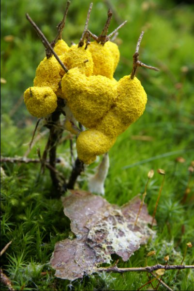 100912014_Gelbe Lohblüte, Hexenbutter