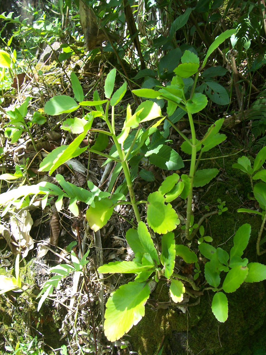 100_6773_KalalauTrail_Kalanchoe.JPG