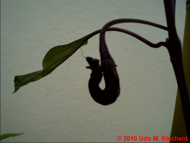 120_naga_jolokia_purple_10_01_10_frucht_ok