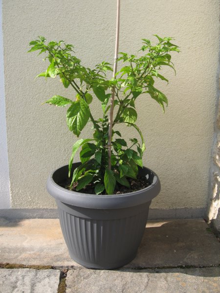 150714_Bhut Jolokia_Pflanze_Stand 14.07.15