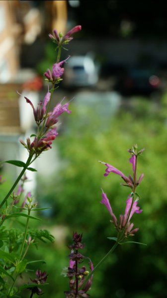 150725008_Limetten Agastache