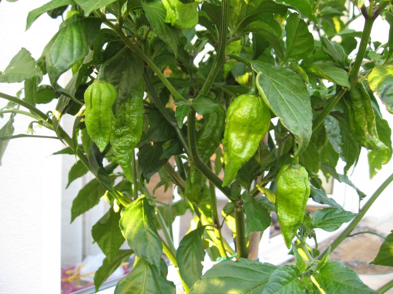 150809_Bhut Jolokia_unreife Früchte