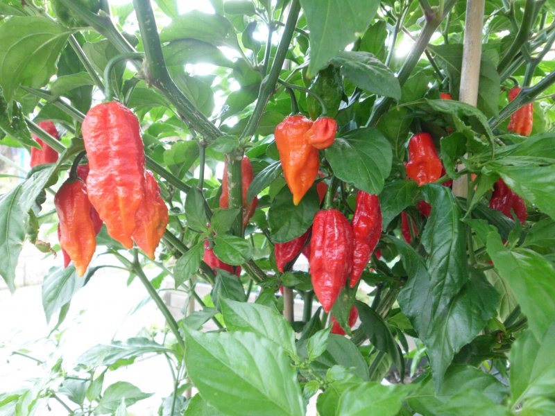 150919_Bhut Jolokia_Früchte