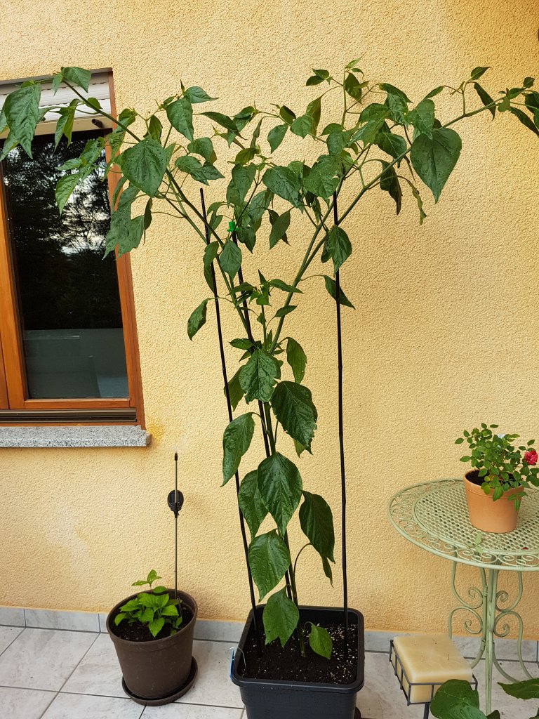 16.07.18 Aji Amarillo