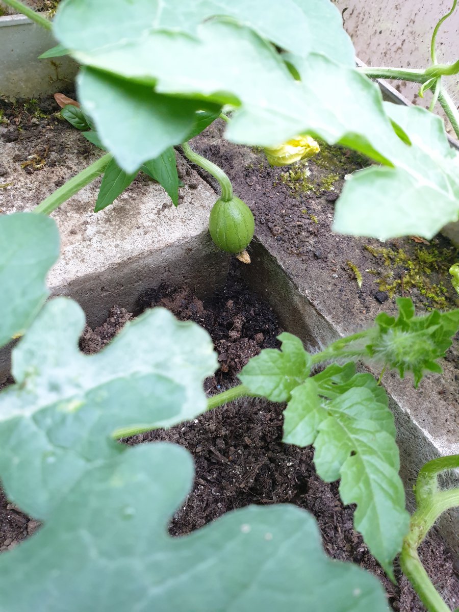 16.07.19 Mini Melone.jpg