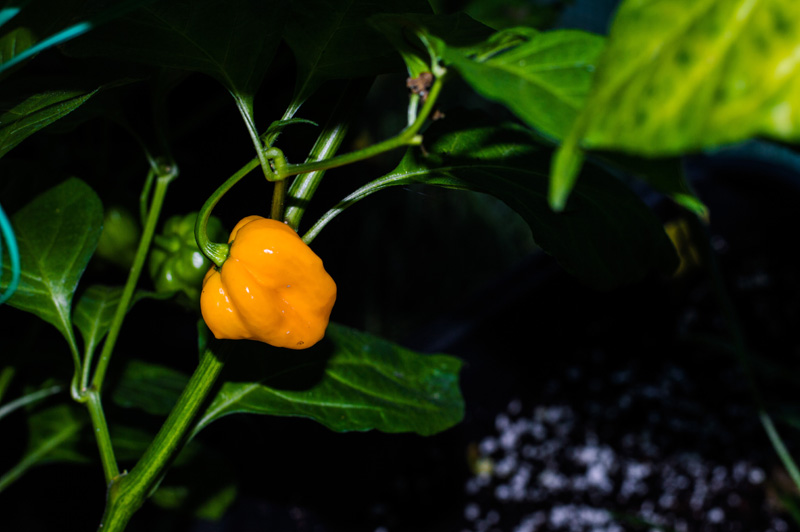 160830_Scotch_Bonnet_P_Dreadie