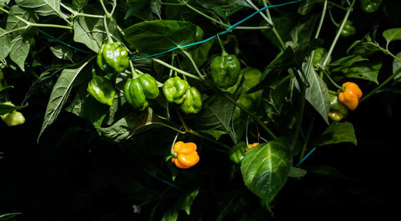 160913_Scotch_Bonnet_P_Dreadie