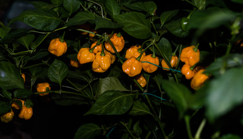 161008_Scotch_Bonnet_P_Dreadie