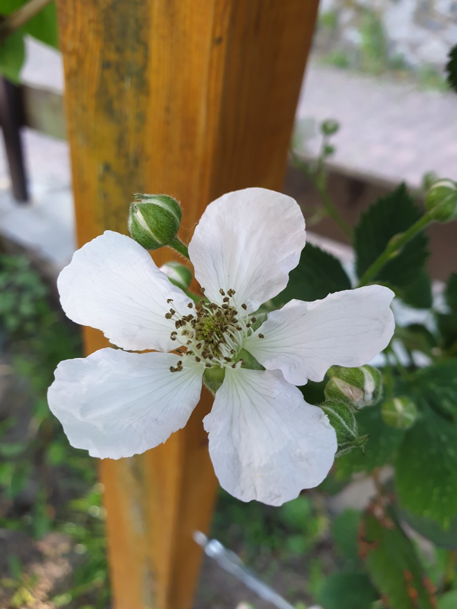 18.05.20 Brombeerblüte.jpg