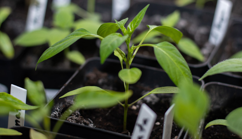 190121_Chilis_9.jpg