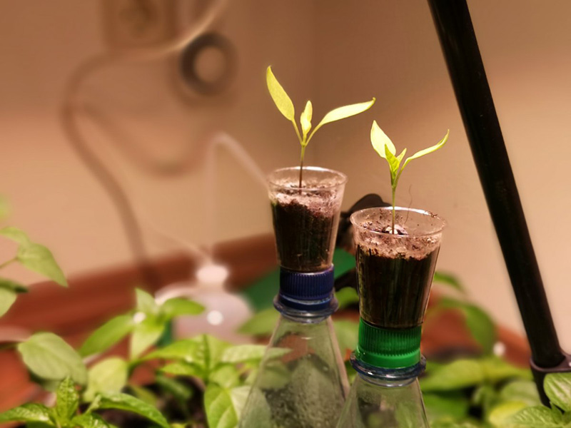 190502_Chilis1.jpg