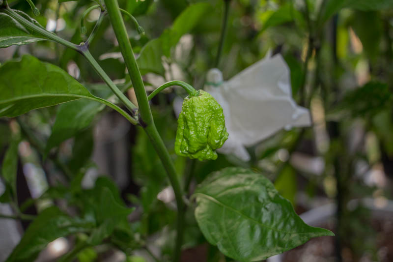 2015-08-22_Carolina Reaper