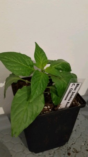 20160317_Bhut Jolokia Rüstung