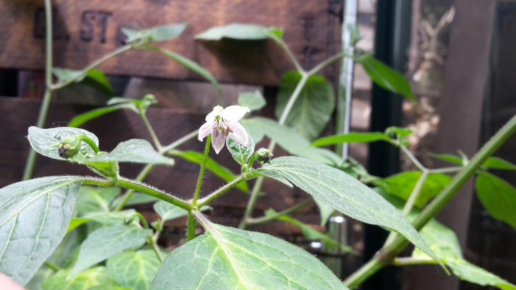 20160522_Rocoto San Isidro Blüte