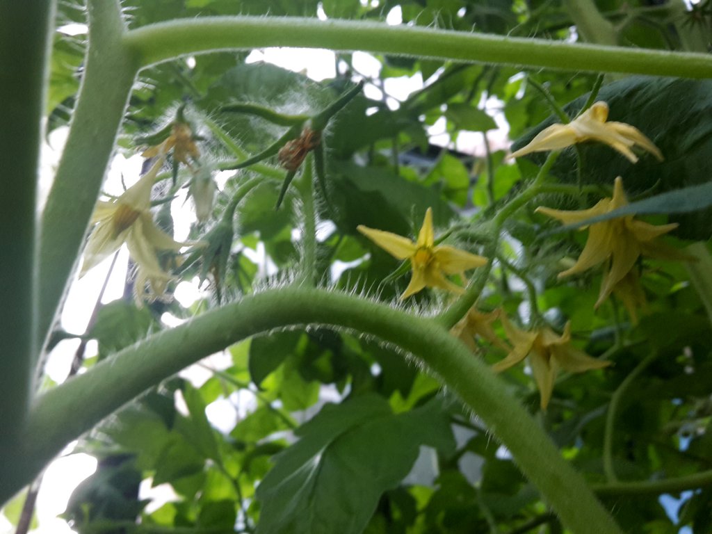 20160607San Marzano Blüten