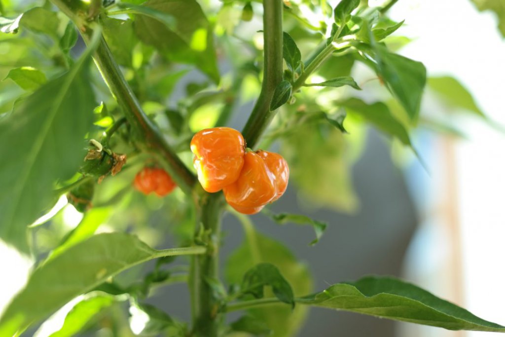 201607_Habanero_detail2