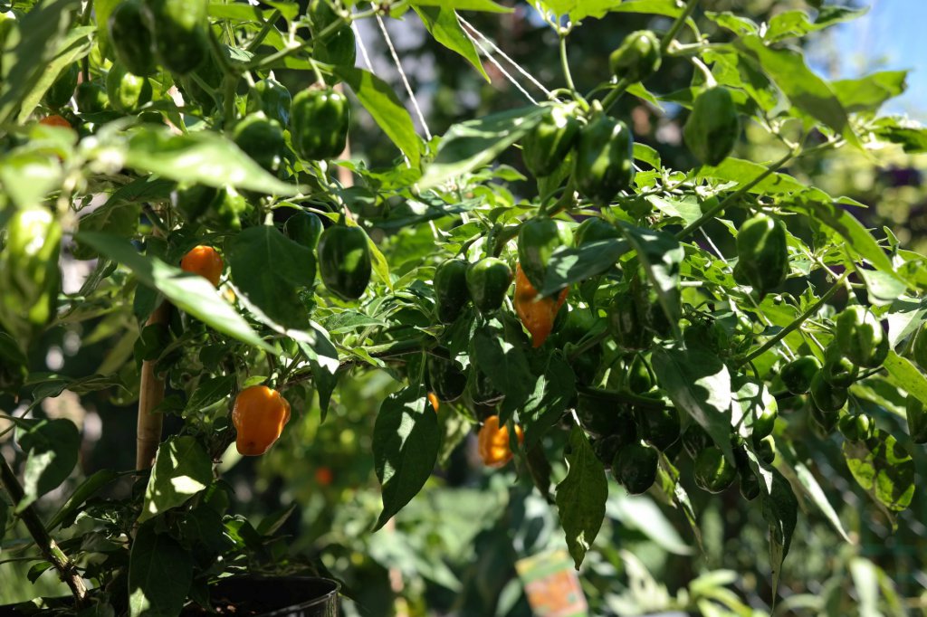 20160824_Habanero_detail1