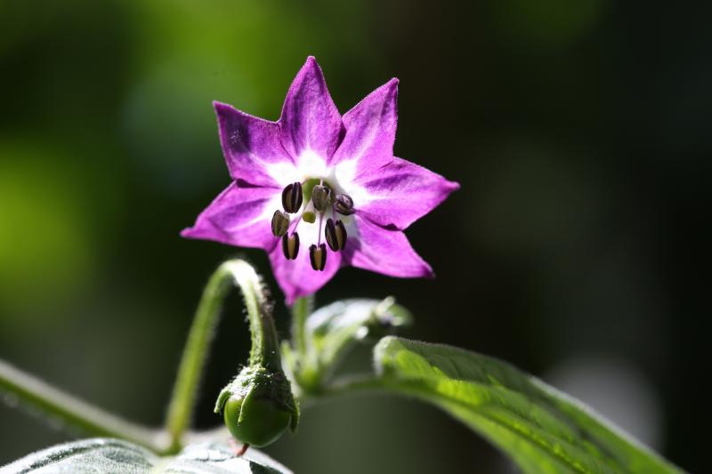 20170814-rocoto-HM6C8356