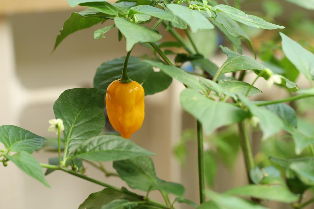 20171104-bhut-jolokia-HM6C9730