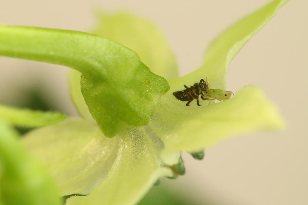 20171119-orange-habanero-HM6C9893-crop