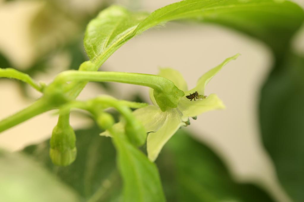 20171119-orange-habanero-HM6C9893