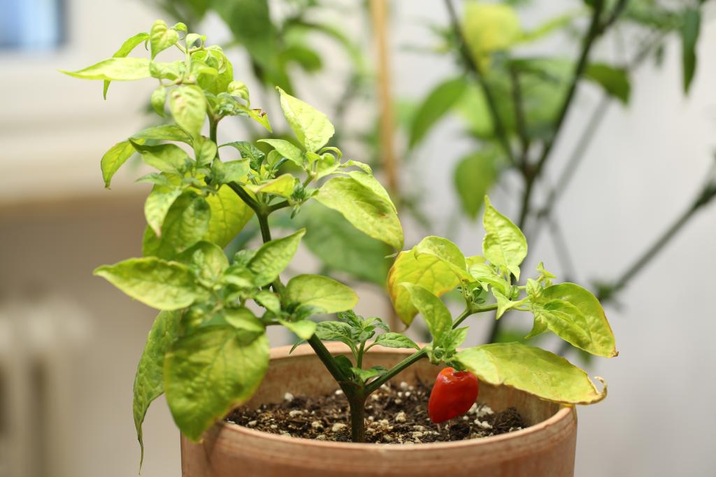 20171124-bhut-jolokia-steckling-HM6C0054
