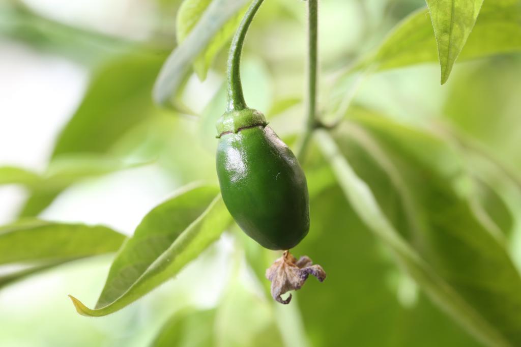 20171124-rocoto-cuencano-HM6C0068