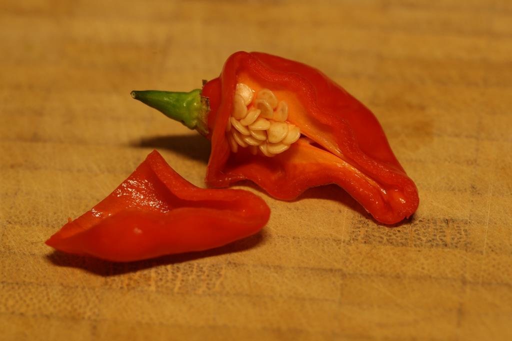 20171126-bhut-jolokia-steckling-HM6C0157