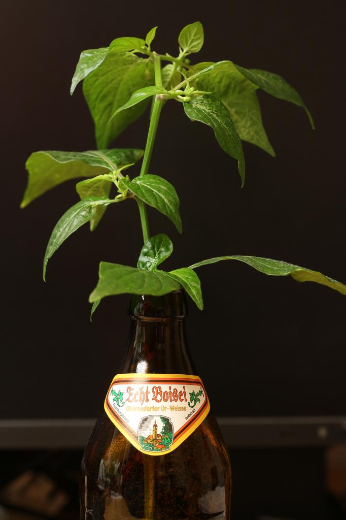 20171203-bhut-golden-steckling-HM6C0214