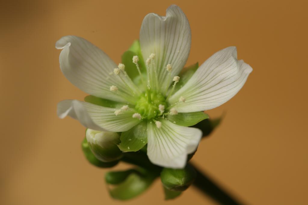 20171203-dionaea-HM6C0201